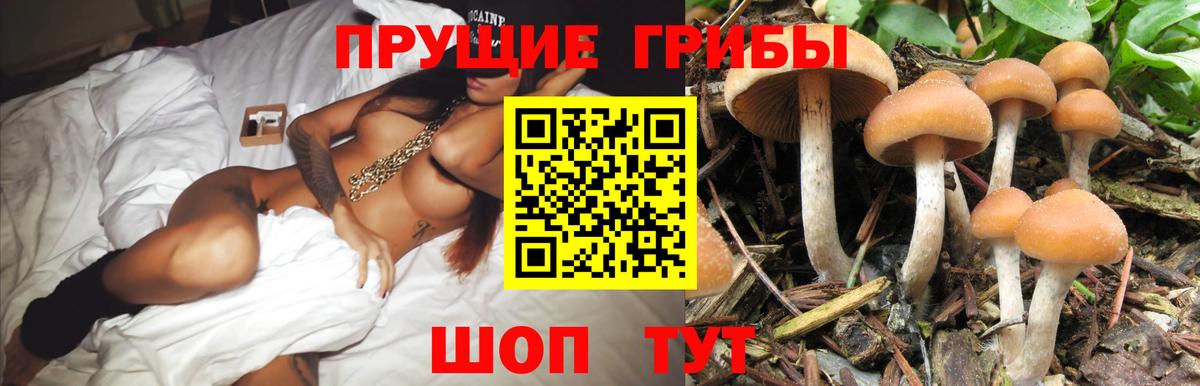 Галлюциногенные грибы Psilocybe Добрянка